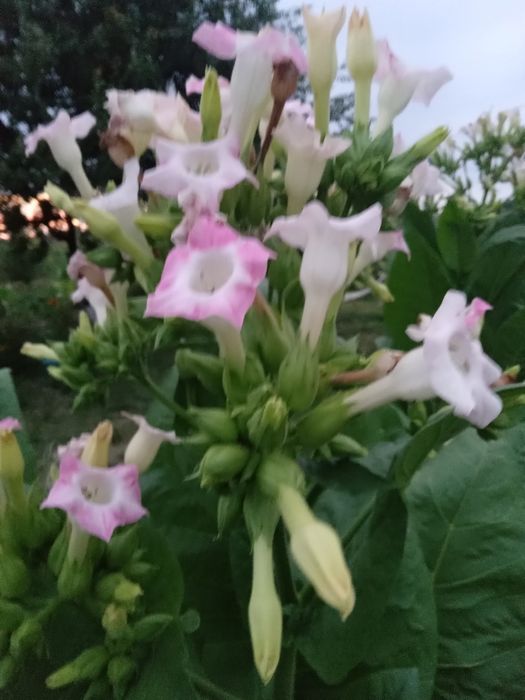 Семена табака Вирджиния Голд