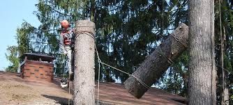 Арборістика валка дерев будь-якої складності