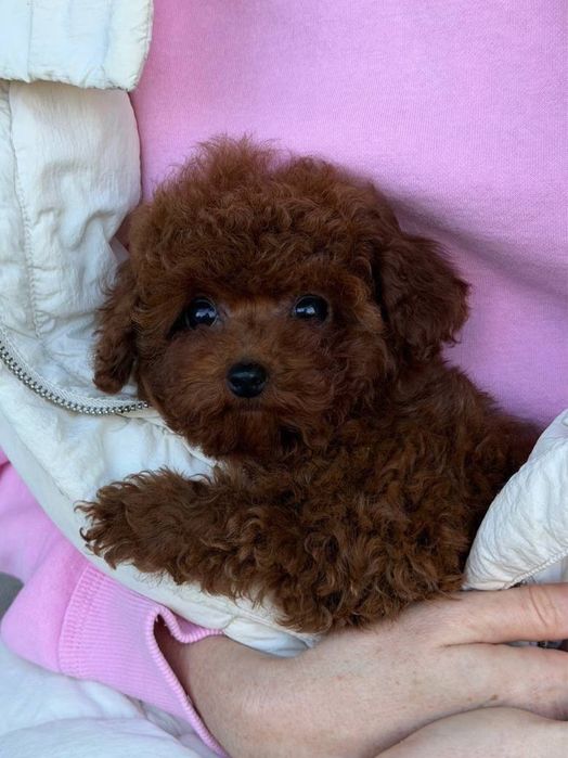 Наші малюки зачарують найвибагливіших Той та тікап пуделята