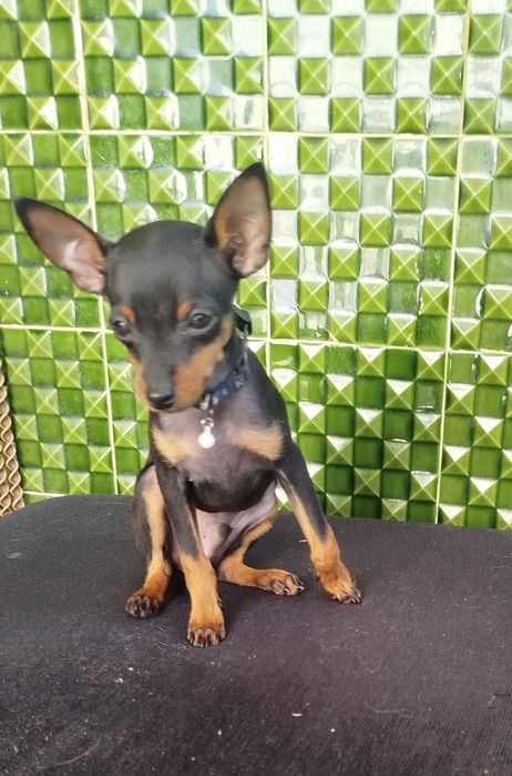 Pinscher zero lindíssimo
