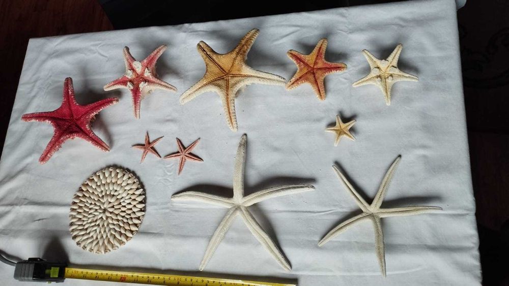 Zestaw rozgwiazd rozgwiazda suche + gratis