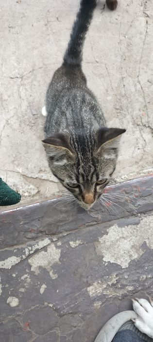 Котик сірий простий шукає родину. Безкоштовно.