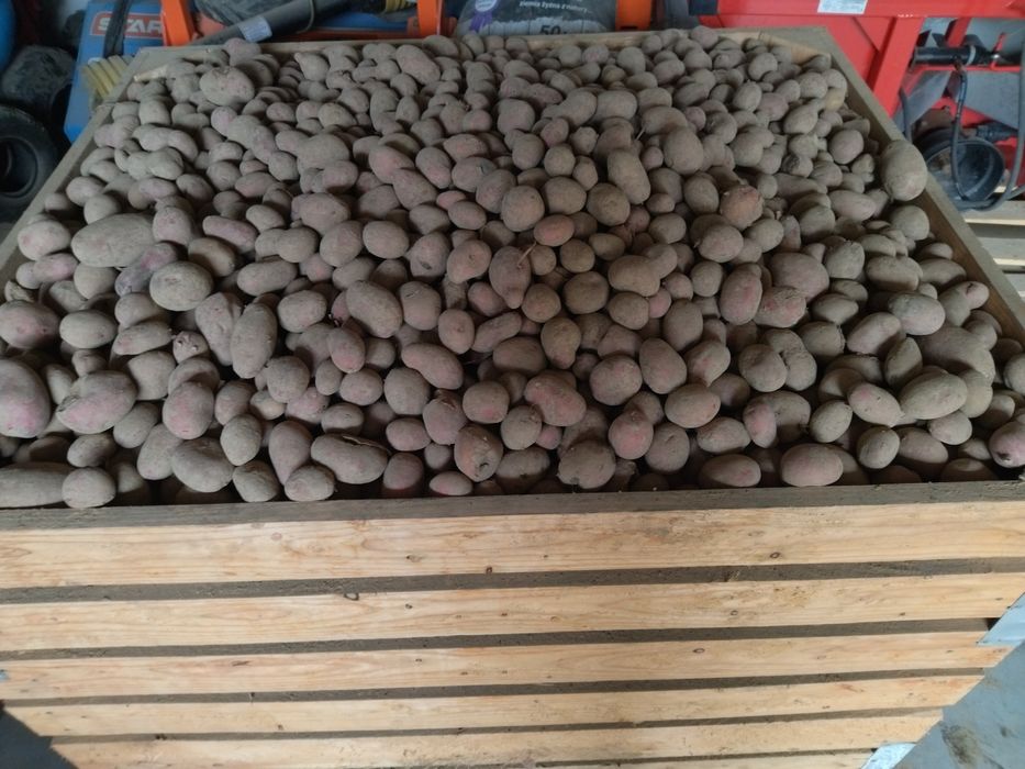 Ziemniaki paszowe odpadowe
