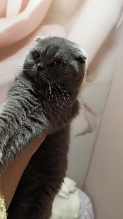 Продам вислоухую кошечку 7 месяцев