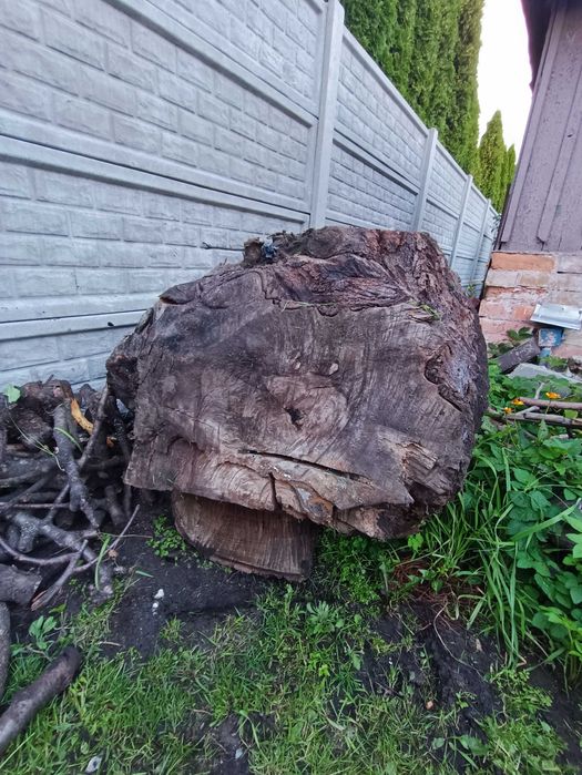 korzeń orzecha włoskiego 90x80x60 orzech włoski