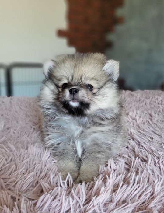 Szpic miniaturowy pomeranian