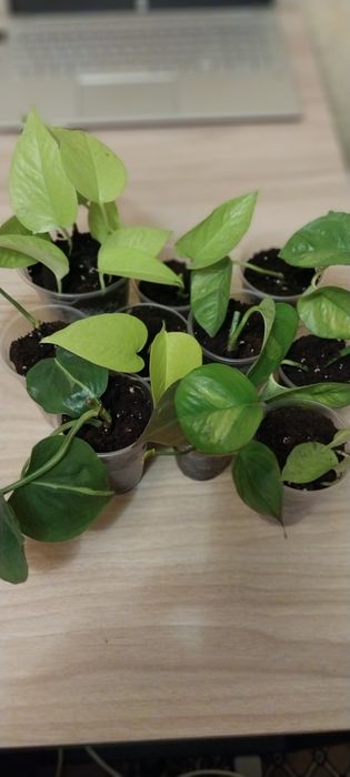 Комнатні квіти різні