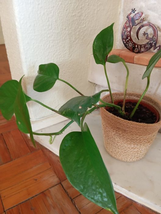Plantas naturais 3 a 6 euros