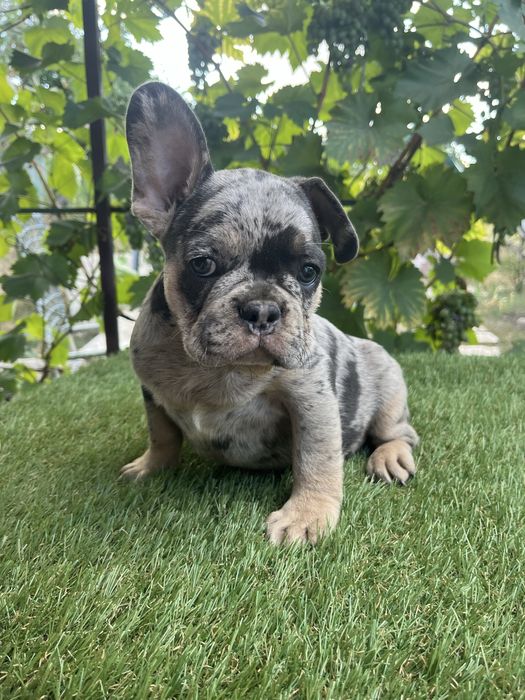 Супер щенок французского бульдога