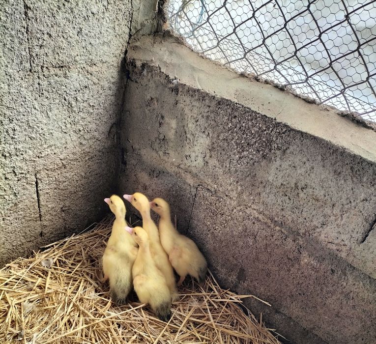 Patos Mudos de boa qualidade