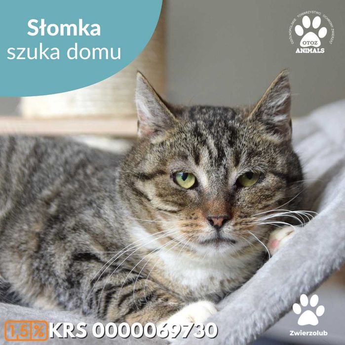 Kochana kotka szuka domu - poznaj Słomkę!