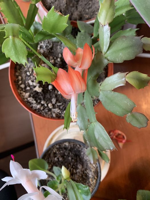 Різдвяник (шлюмбергер)