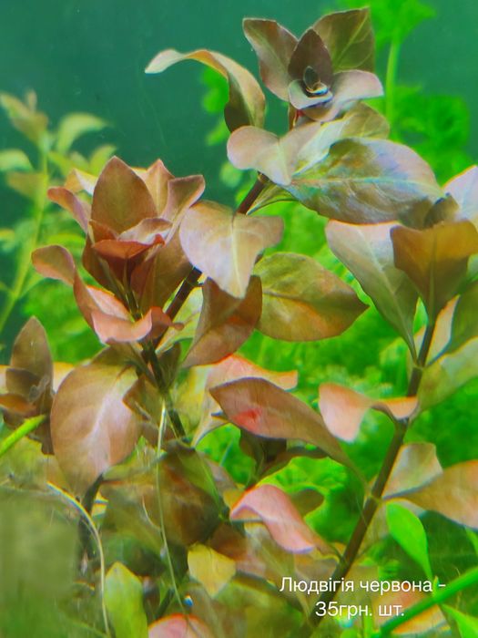 Акваріумні рослини водорості водорослі акваріум