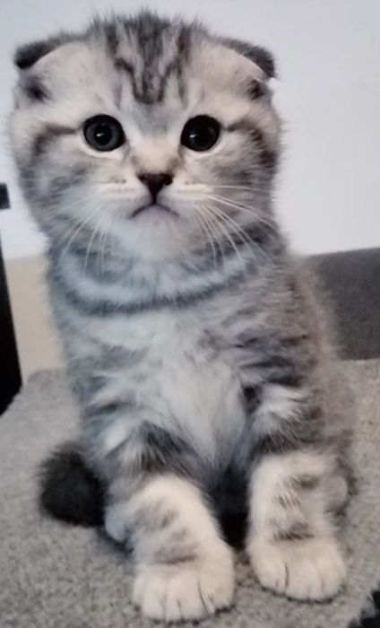 Menino fofo tabby silver