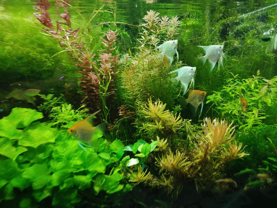 Sprzedam rośliny do akwarium