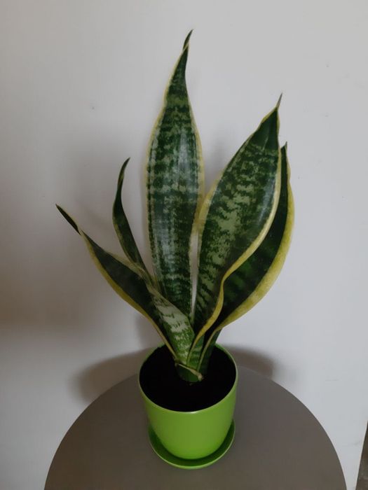 Сансевьерия с жёлтой каймой