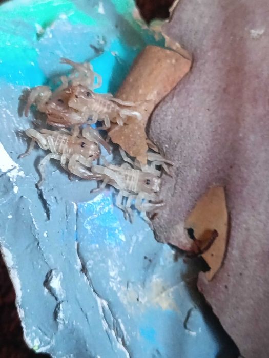 Skorpion - Heterometrus Silenus L2/L3