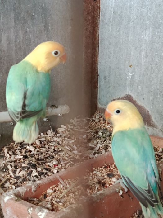 Fishers muito bonitos