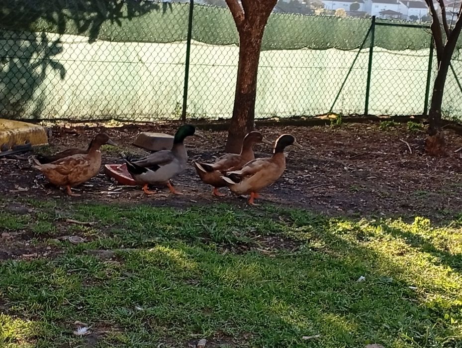 Patos reais  bebés