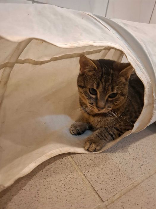 Mały rozrabiaka Kardamon szuka kochającego domu