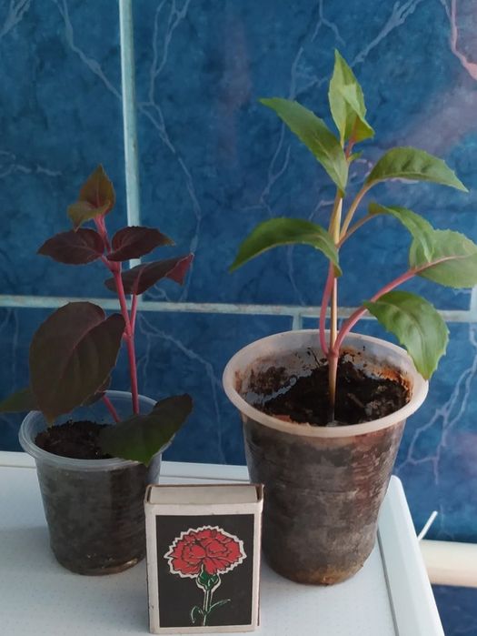 Вкорінені живці фуксії, домашні кімнатні рослини