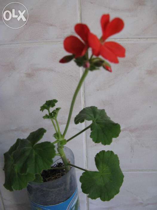 Мушкательки(пеларгонії) (червоні 3 відтінки,рожева,біла)