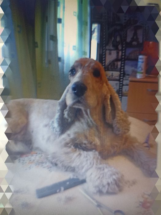 Стрижка собак, кошек ,обрезание ногтей, купание