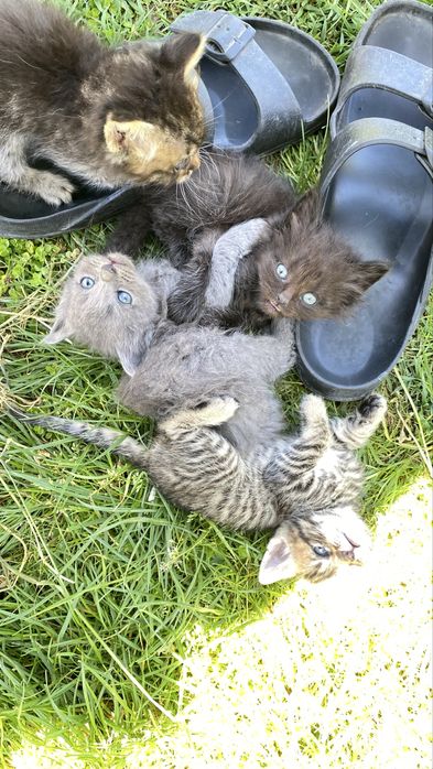 Котенок , кот, кошеня