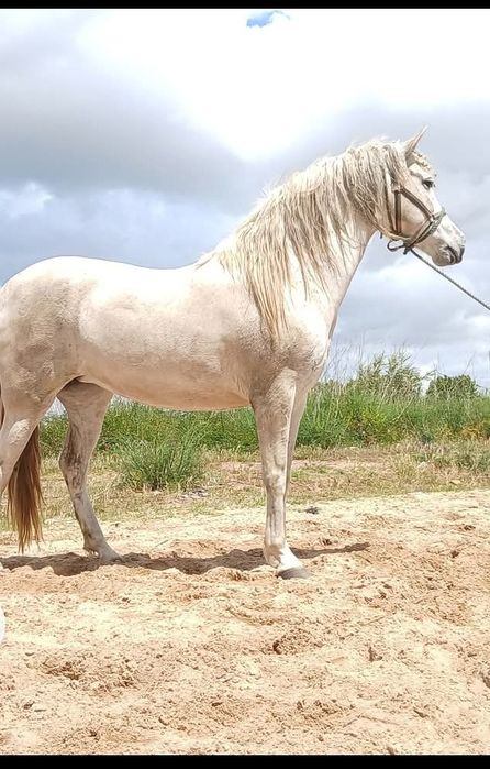 Cavalos compra e venda