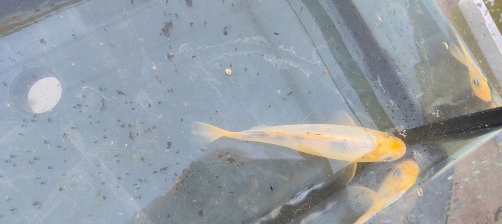 Carpa koi branca e amarelo