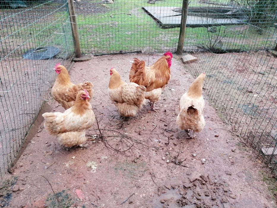 Orpington Amarelas (4 fêmeas e um macho)