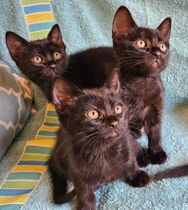 Gatinhos bébes para doação