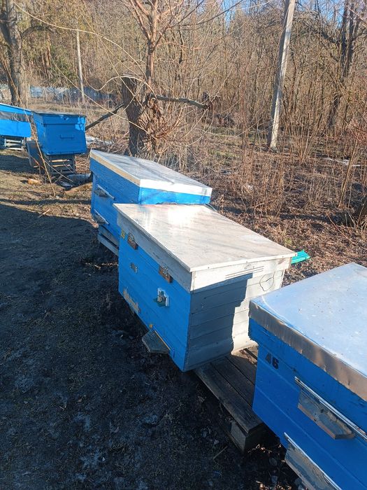 Бджолосім'ї з вуликами