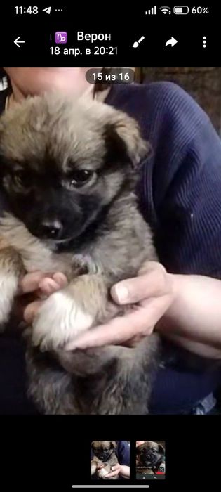 Отдам в хорошие руки