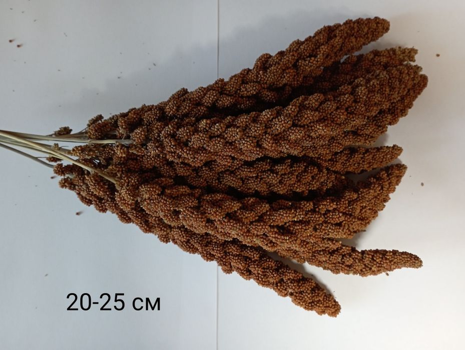 Чумиза 2025 року