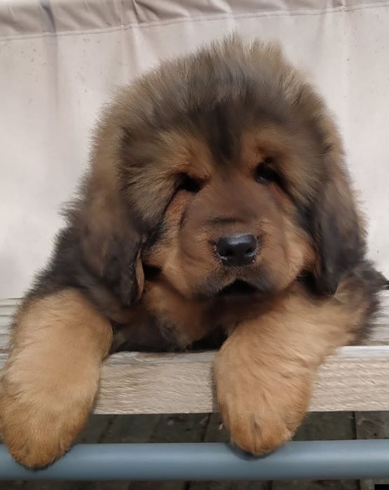 Rodowodowy Mastif Tybetański szczeniaczek gotowy do zmiany domu