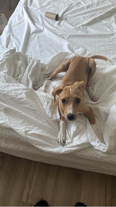 Pet Sitting - Almada e Lisboa