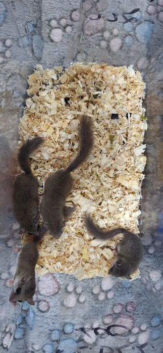 Popielice afrykańskie młode