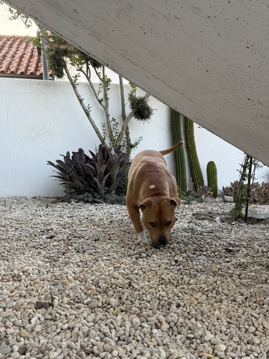 American bully para montas