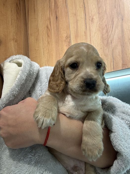 Цуценятка з документами