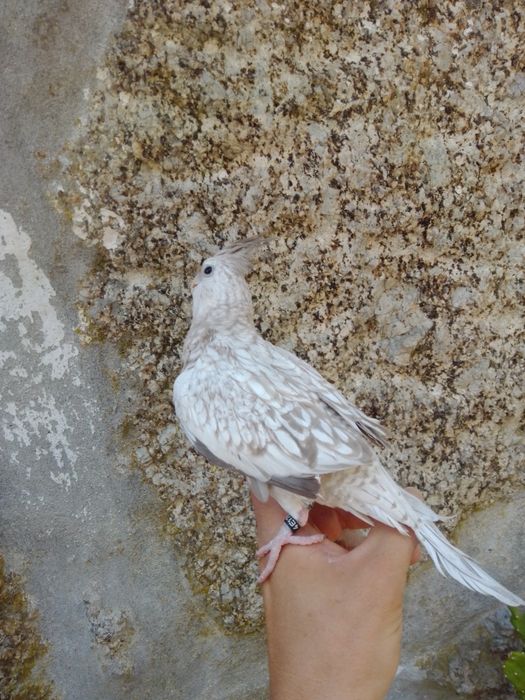 Caturras Domesticadas