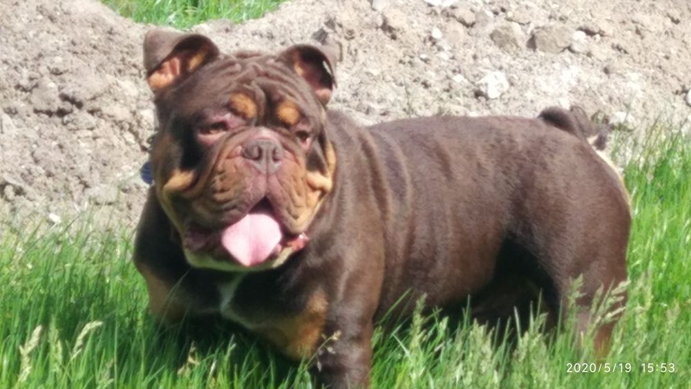 Бульдог английский познакомится.. Кобель.