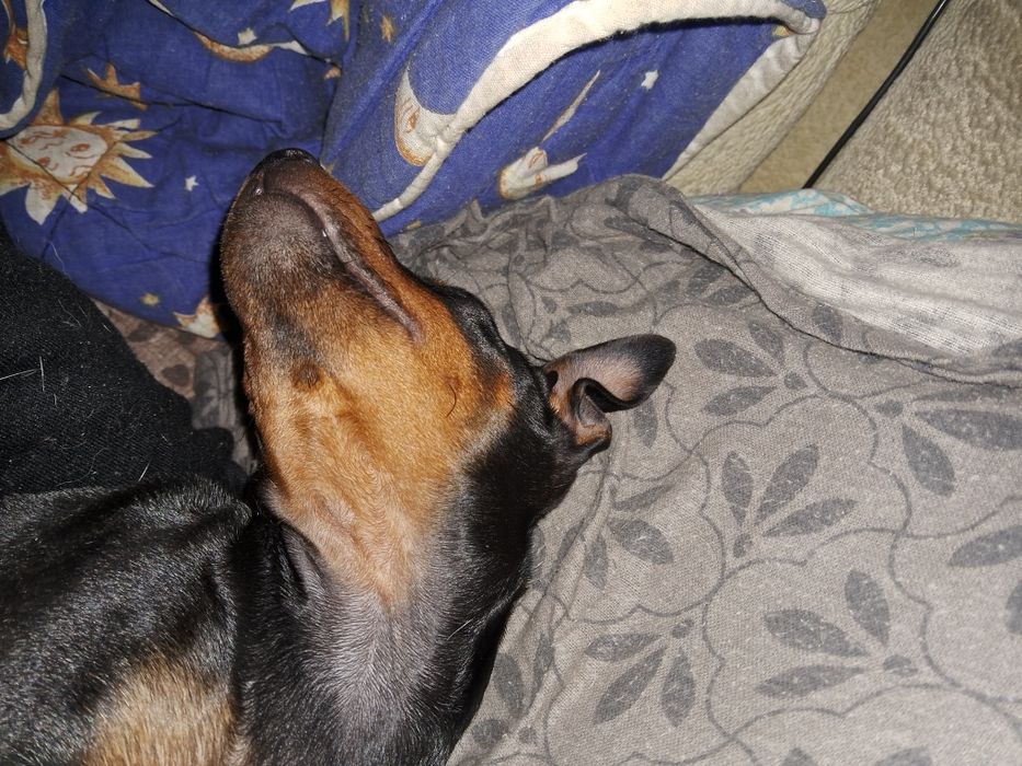 Продам щенков цвергпинчер!