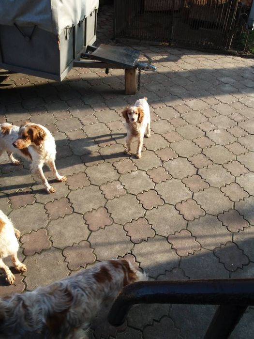 Розпродаю пітомнік ЕПАНЬОЛЬ БРИТОНІВВ