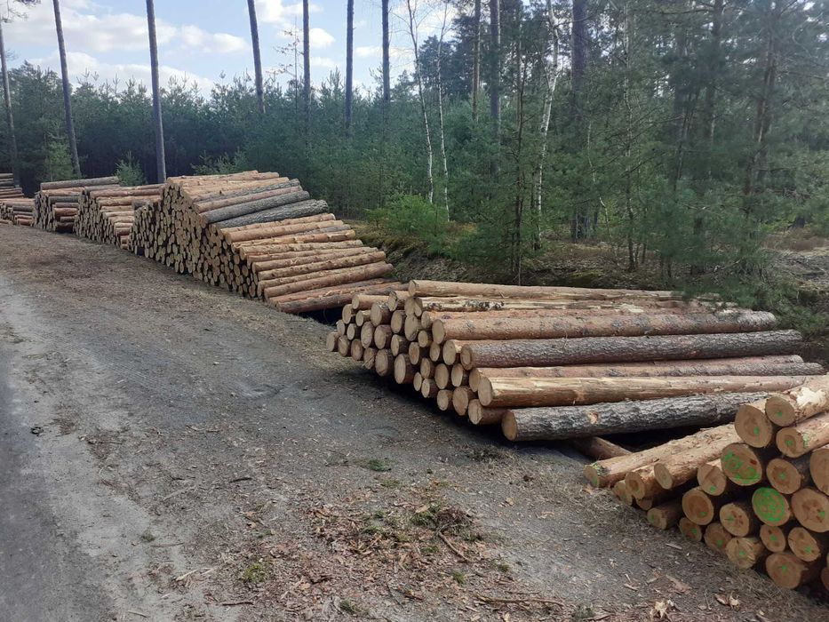 Kłoda sosnowa 4m , 5m  CX 2,5