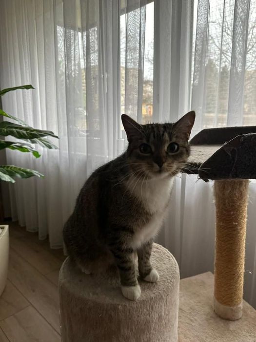 Urocza ZUZIA szuka kochającego domu