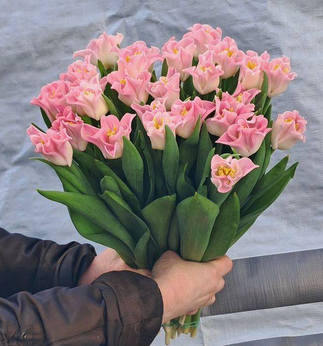 Тюльпаны!!! 51шт, 101шт,201шт,тюльпани,цветы,букеты,букети,квіти, тюль