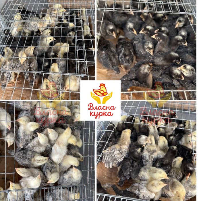 Курчата , бройлери , індичата