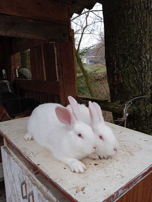 Продам кролі білий панон