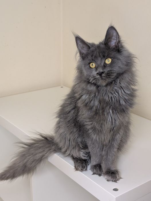 ELSA niebieska kotka Maine Coon. Zapraszamy